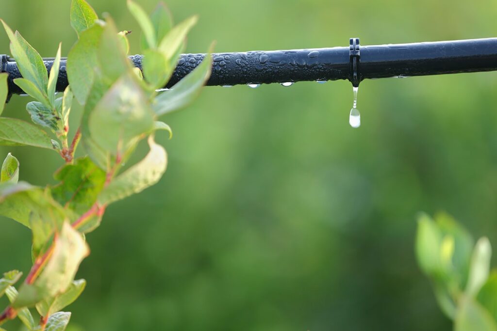 drip-irrigation