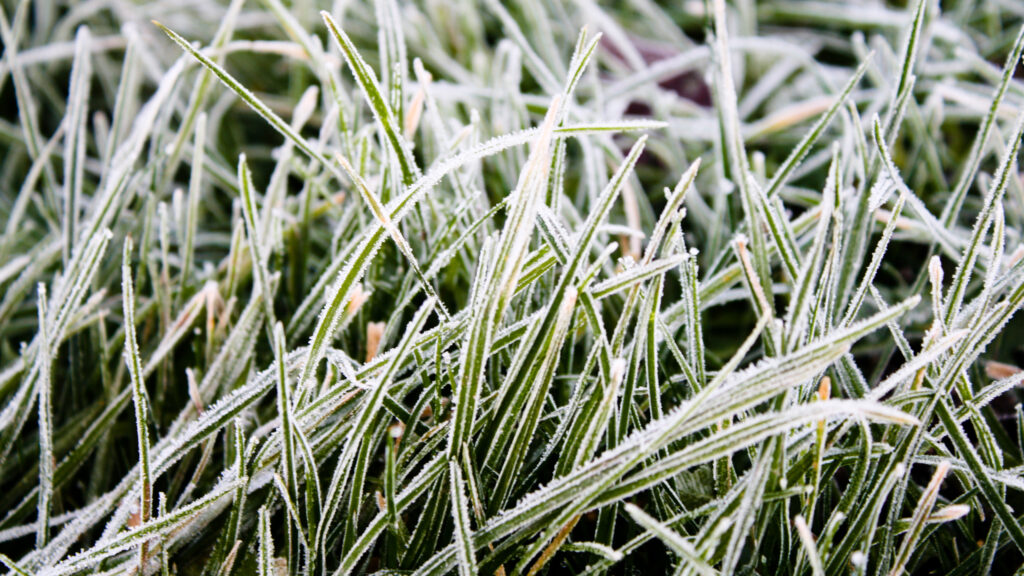 frozen sprinkler system